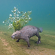 Image: Louis-Marie Preau/biographic